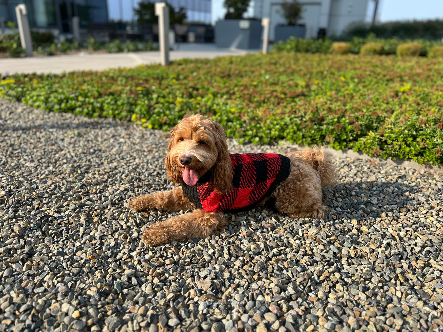 Buffalo Dog Sweater