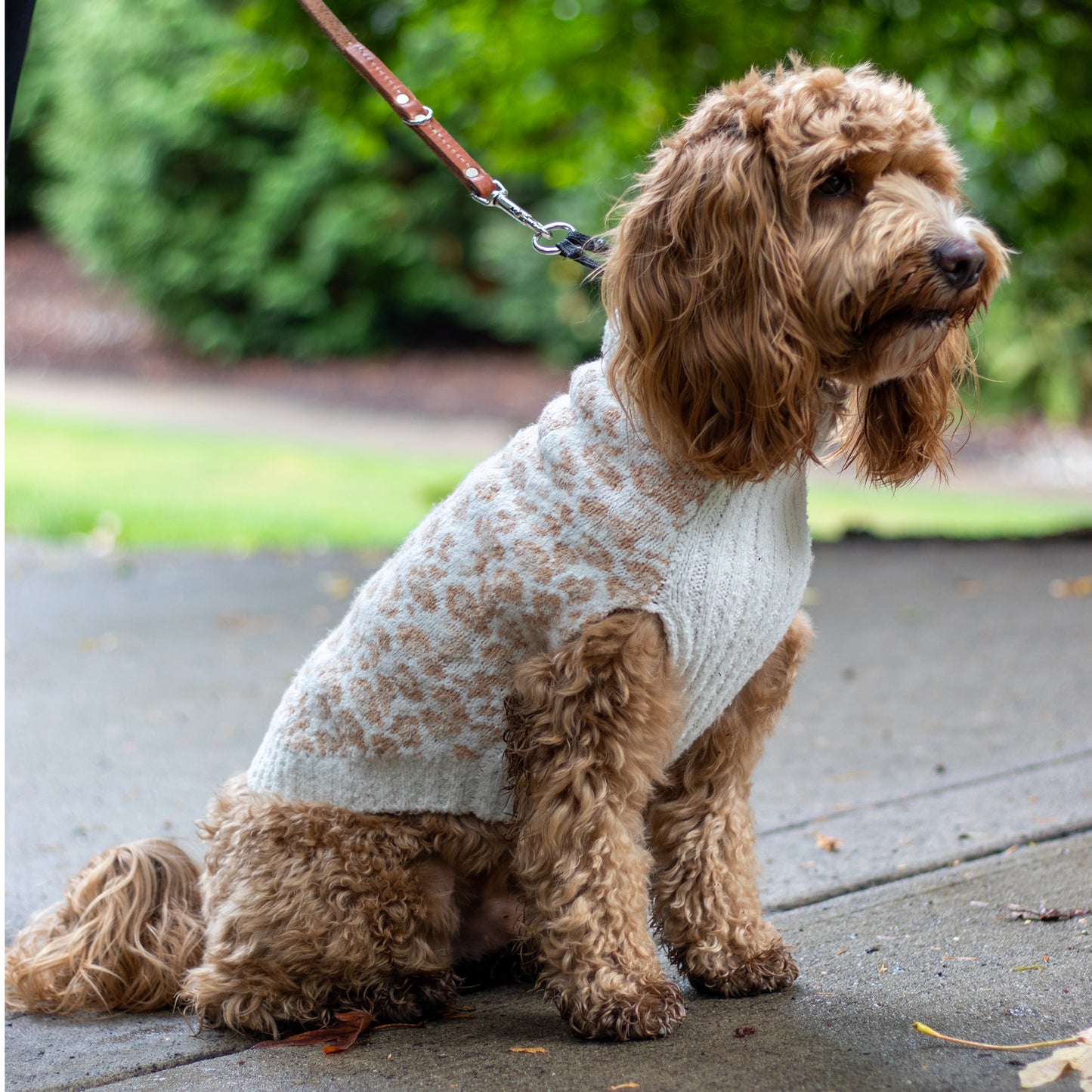 Leopard Dog Sweater